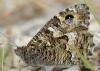 Hipparchia semele